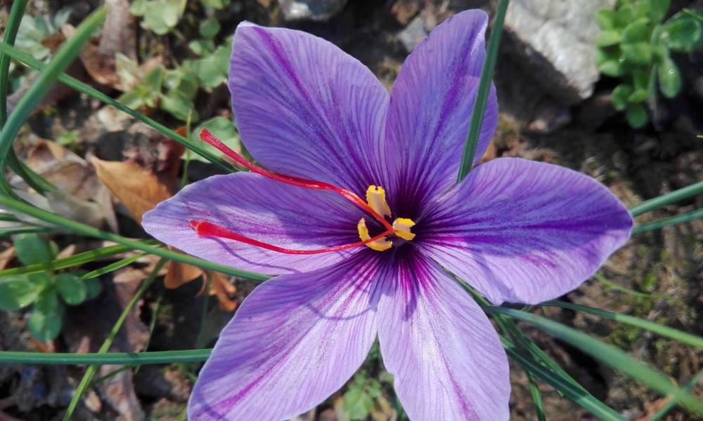 Krokusette Safran Blüte